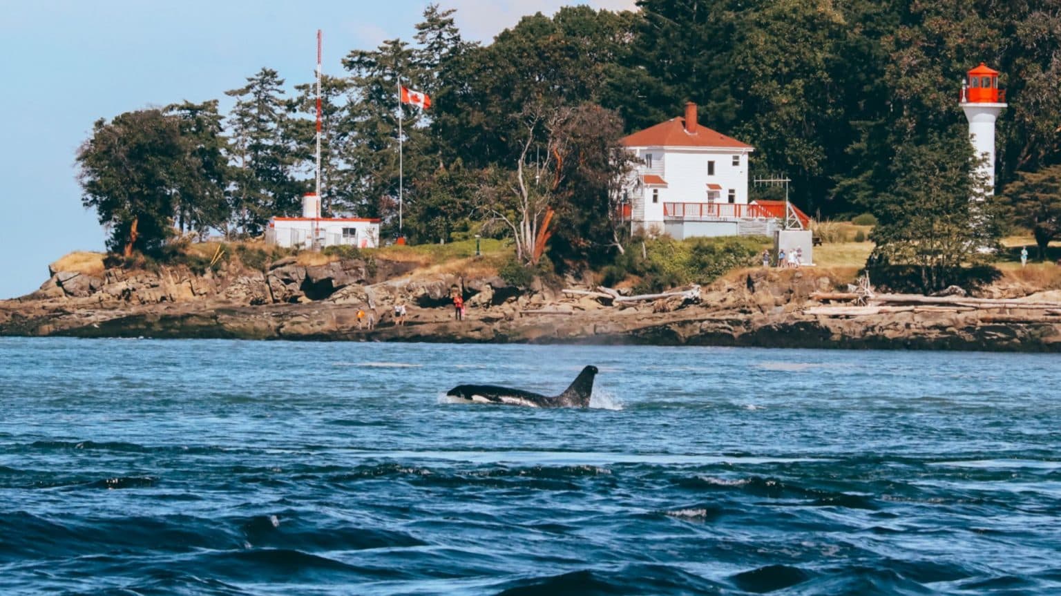 An orca surfaces beside a wooded coastline and lighthouse.
